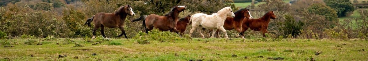 Welshponny iFokus