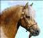ragnhild49